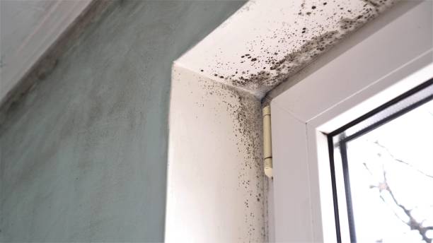 Best Office Mold Removal Services  in East Palatka, FL