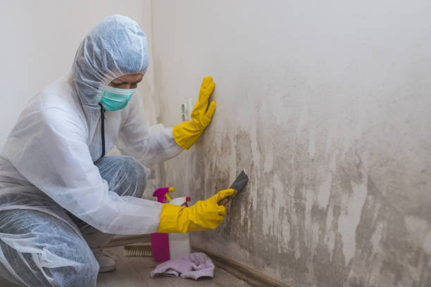 Best Crawl Space Mold Removal  in East Palatka, FL