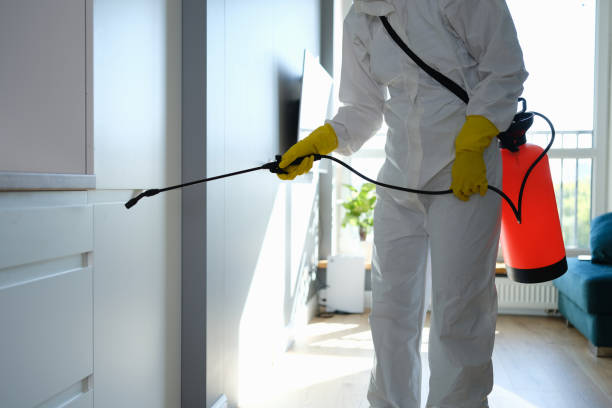 Best Best Mold Removal Companies  in East Palatka, FL
