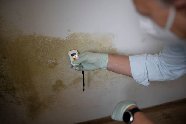 Best Toxic Mold Removal  in East Palatka, FL